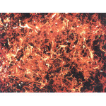 Megadeth – Megadeth (CD) (2026)