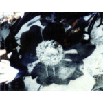 The Cure – Disintegration (CD) Avrupa Baskı, SIFIR
